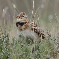 Bimaculated Lark